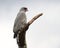 Dark Chanting Goshawk