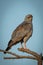 Dark chanting-goshawk on bare branch eyeing camera