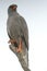 Dark Chanting Goshawk (Melierax metabates) .