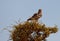 A Dark-chanting Goshawk on a tree