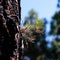 Dark charred pine tree bark after a forest fire