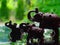 Dark cherry figurines of elephants on a wet mirror surface