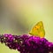 Dark Clouded Yellow Butterfly on