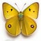 Dark Clouded Yellow Colias croceus Butterfly. Beautiful Butterfly in Wildlife. Isolate on white background