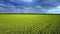 Dark clouds hang above boundless green wheat field
