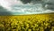 Dark clouds and rapeseed fields - Falling rain and sunbeams. Spring arable fields.