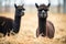 dark-coated alpacas contrast against light hay