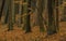 Dark color autumn forest with leaf trees near Luhacovice town