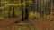 Dark color autumn forest with leaf trees near Luhacovice town