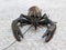 Dark color crayfish, small  lobster animal, freshwater lobster, front view shot