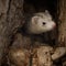 Dark color ferret female exploring natural tree holes in park