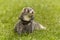 Dark color ferret on fresh green grass in spring park