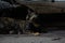 dark color haired cat sitting under a vehicle