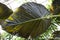 Dark color and yellow vein of the bottom leaf of Alocasia Regal Shield