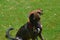 Dark Colored Arubian Cunucu Island Dog