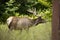 Dark colored bull elk in shadows walking through a field