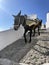 Dark Colored Donkey Jumps Down Stairs Santorini Greece