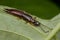 A dark colored earwig