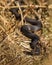 Dark colored European Adder, Vipera berus, head in focus, body blured Norway