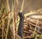 Dark colored European Adder, Vipera berus, standing with high lifted head Norway. Square photo.