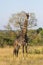 Dark colored male giraffe Giraffa camelopardalis standing alone in grass