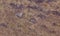 Dark colored natural hill stone texture background.