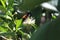 Dark colored potter wasp with orange stripes on a branch