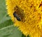 Dark Coloured Wasp On Sunflower