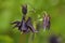 Dark columbine Aquilegia atrata