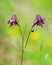 A dark columbine on a rainy day in summer