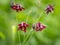 A dark columbine on a rainy day in summer