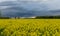 Dark contrasting skies over a yellow rape field