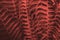 Dark coral toned botanical floral background, ferns leaves natural background