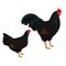 Dark Cornish Breed of chickens Vector illustration Isolated objects