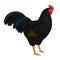 Dark Cornish rooster Breed of chickens Vector illustration Isolated object