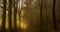 Dark creepy foggy beech forest