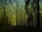 Dark creepy foggy forest