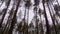 Dark Creepy Forest. Bottom view of Tree Trunks and Branches Against a Stormy Sky