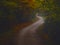 Dark creepy forest with S curve shaped road