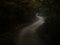 Dark creepy forest with S curve shaped road