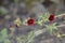 Dark Crimson Cinquefoil