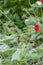 Dark crimson cinquefoil Potentilla atrosanguinea, ruby red flowering plant