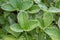 Dark crimson cinquefoil Potentilla atrosanguinea, toothed, three-lobed palmate leaves