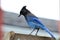 Dark Crowned Blue Jay is a beautiful BC Bird, it is smart and a lively one.