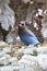 Dark crowned blue jay is standing on a pine tree.