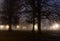 Dark, damp and foggy night in the park. Large trees and street lamps