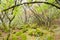 Dark and damp forest of Montpellier maples with mossy ground