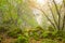 Dark and damp forest of Montpellier maples with mossy ground