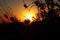 A dark dandelion and wildflowers at sunset and with clear sky. Amazing starting autumn with this picture