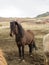 Dark Dark Icelandic horse